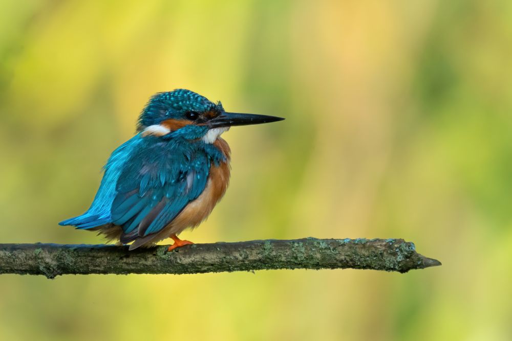 Eisvogel auf einem Ast