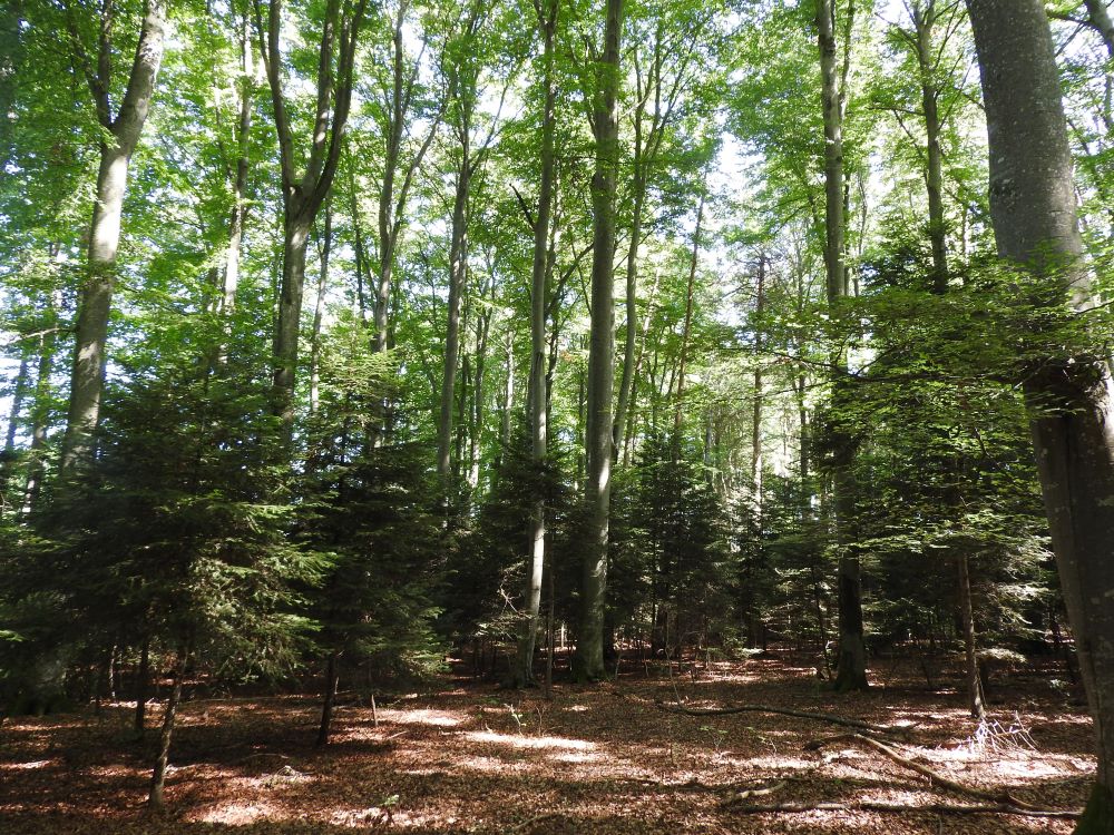 Bild von einem Wald